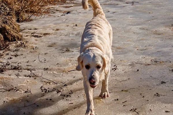 Zlatý Retrívr Milující Zlatého Psa — Stock fotografie