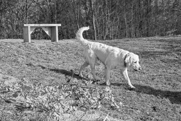 Golden Retriever Loving Golden Dog — Stockfoto