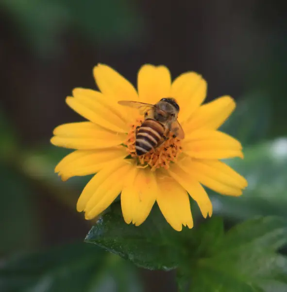 Bee on yellow colour flower