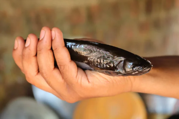 fisherman caught fish in the hands of the woman