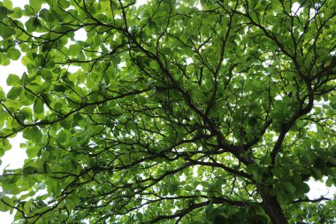 Ormandaki bir ağacın yeşil yaprakları