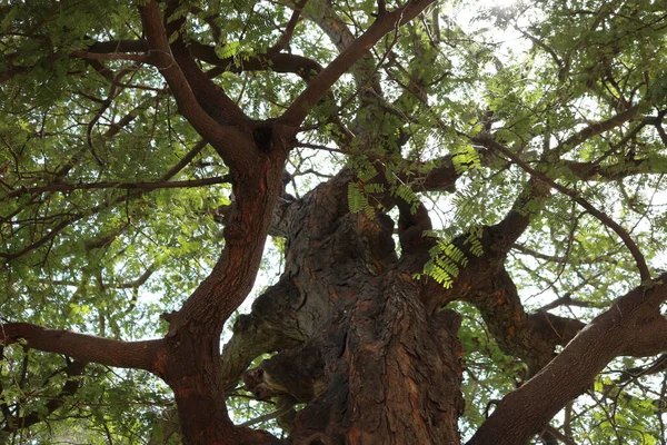 Grönt Träd Skogen — Stockfoto