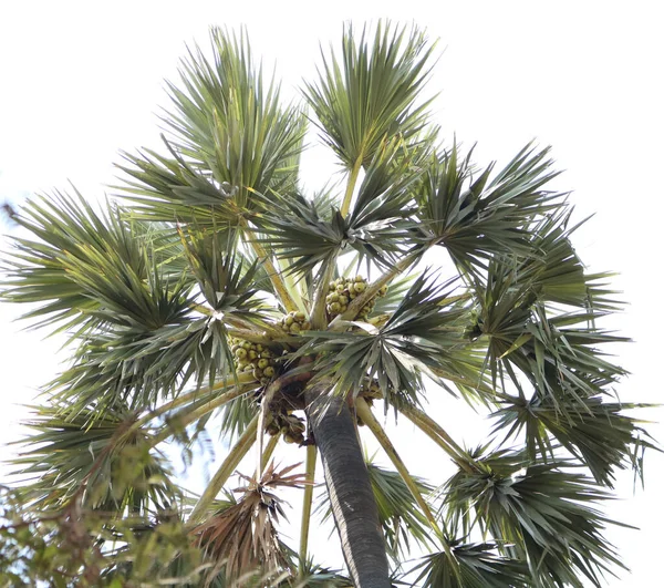 a green plant in a palm tree