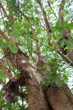 Güzel bir ağaç yakın çekim