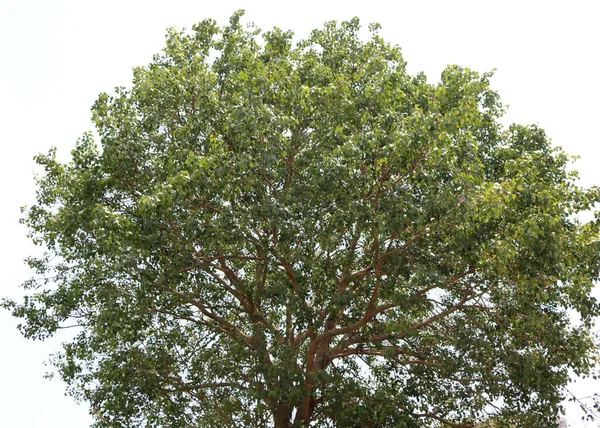 A huge tree with its lots of branches and leaves.