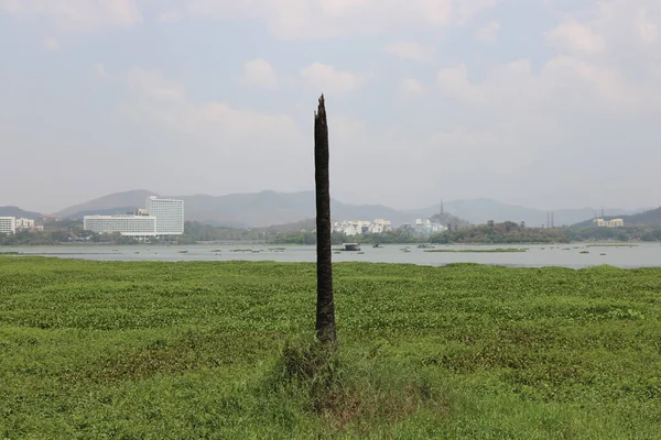 A dead tree within lake landscape.