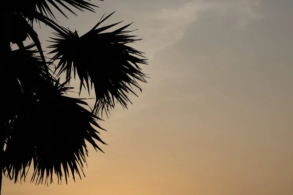 Evening view at powai with leaves of coconut tree.