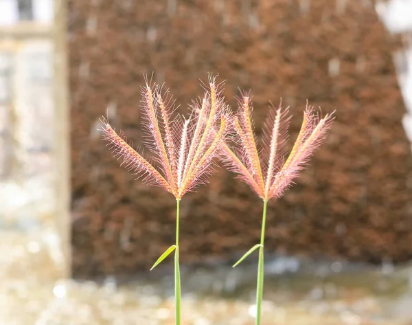 Two grass flowers with stone background.