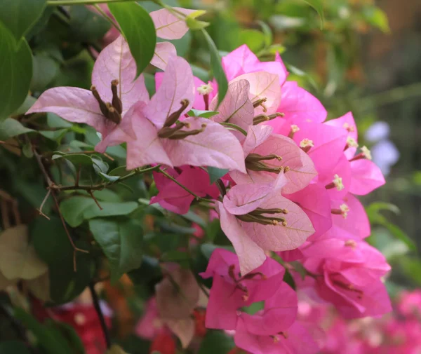 Light colour flowers closeup photo