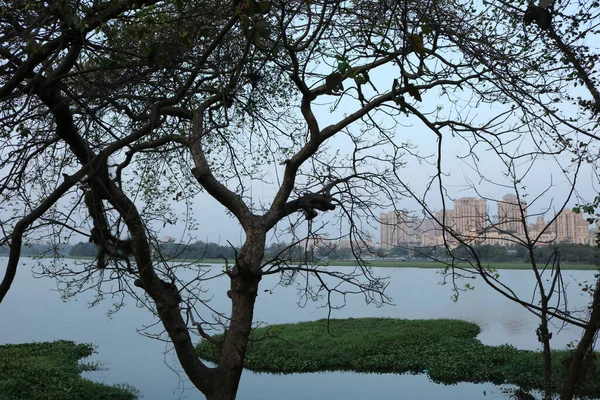 A lake view in between the tree.