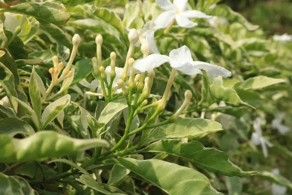 White Colour flowers and Blossom.
