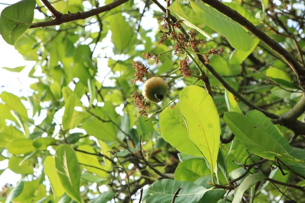 green nuts tree with leaves on the branch