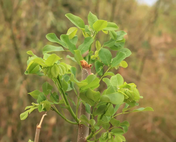 The baby branches of plant.