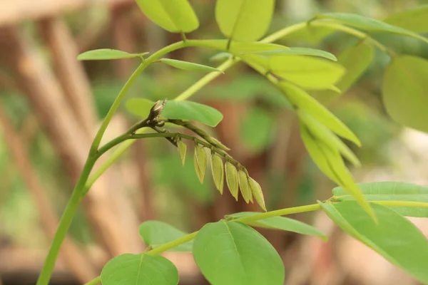 A branch of plant.