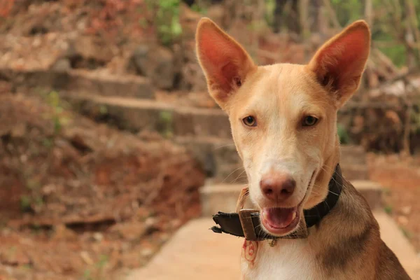 A close up photo of Dog