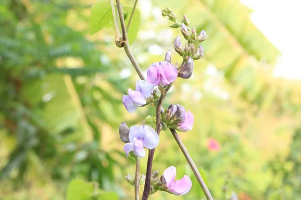 Light colour flowers in the park