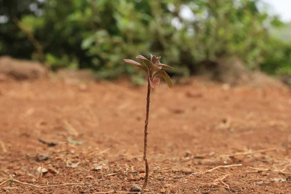 A single small plant on land