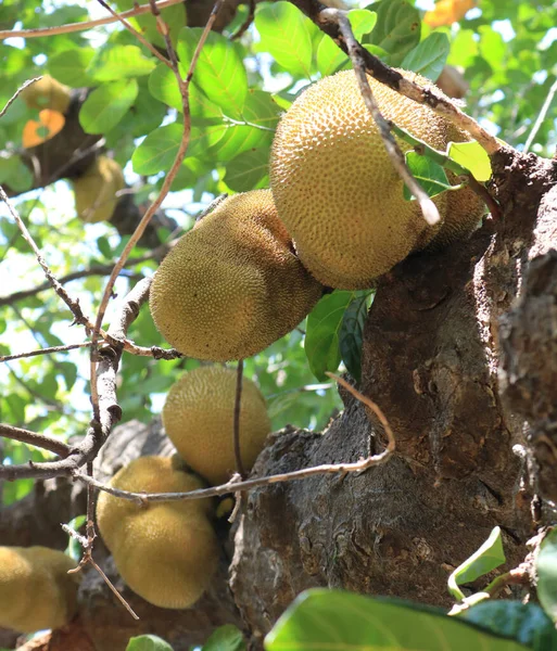 Jackfruits close up photo