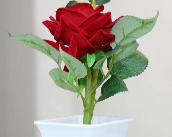 Red rose with white colour flower pot.