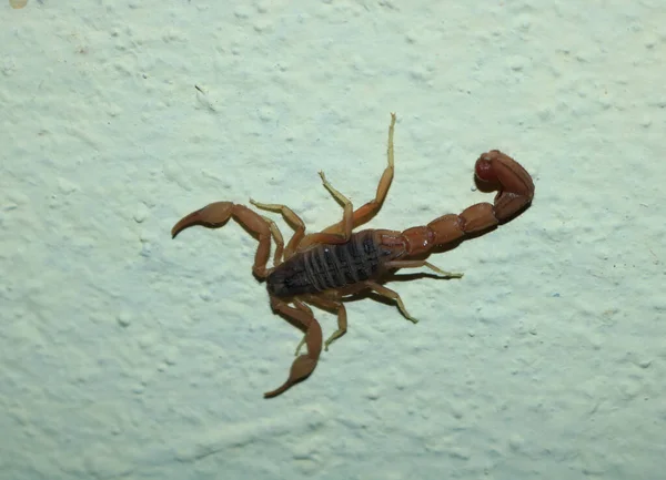 A young Scorpio close up photo with light colour background.