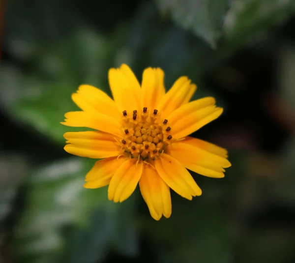 A yellow colour flower.