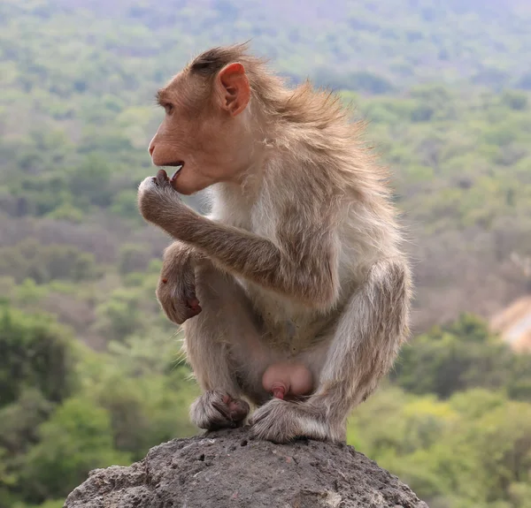 A young monkey sitting on rock and eating something.