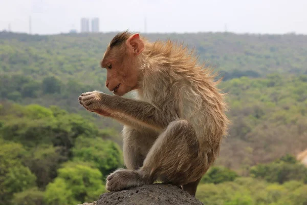 A young monkey sitting on rock.