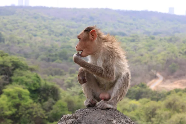 A monkey eating something.