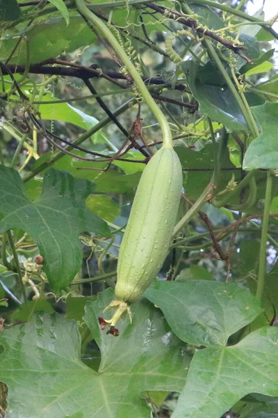 A green vegetable fruit.