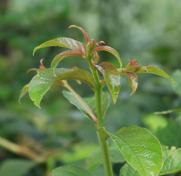 Close up photo of baby plant.