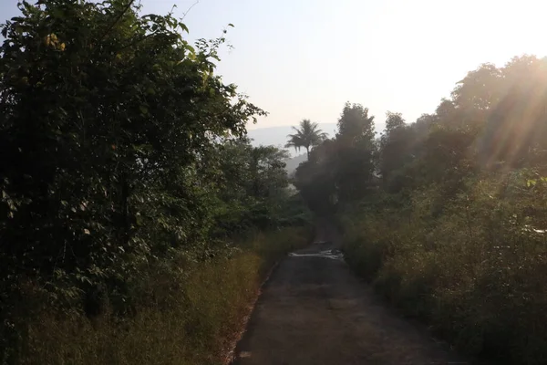 Ormanda yol