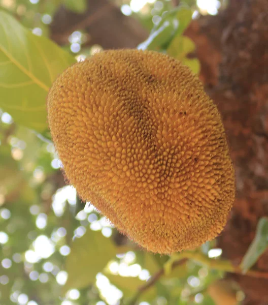 Close up photo of jackfruit.
