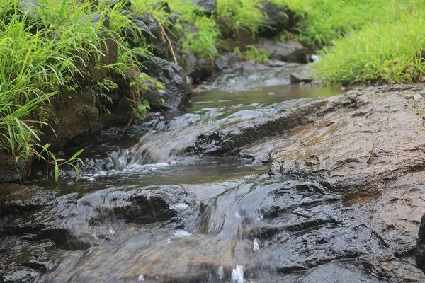 A water stream in the forest.