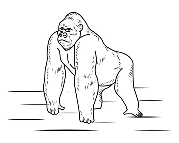 Modèle Illustration Vectorielle Gorilla Pour Livre Colorier Leçon Dessin Pour — Image vectorielle