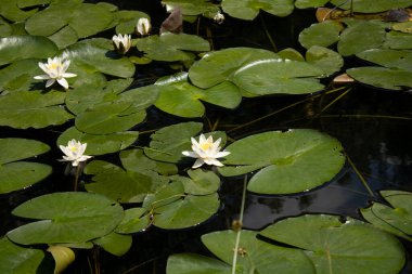 Parkın ortasında zambaklar