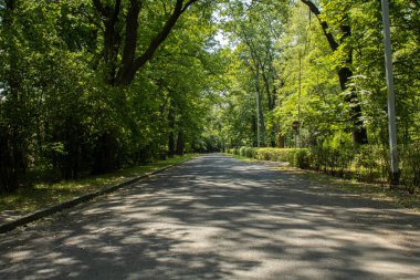 Wrocaw Park 'a giden yol, ağaçlar boyunca..