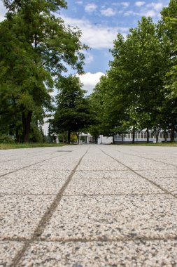 road surrounded by green nature
