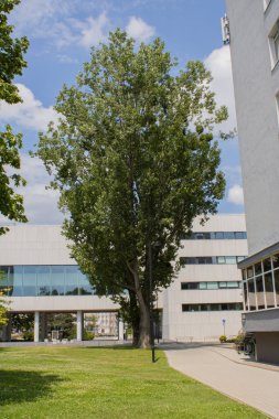 Güzel, sıra dışı dalları olan uzun bir ağaç.