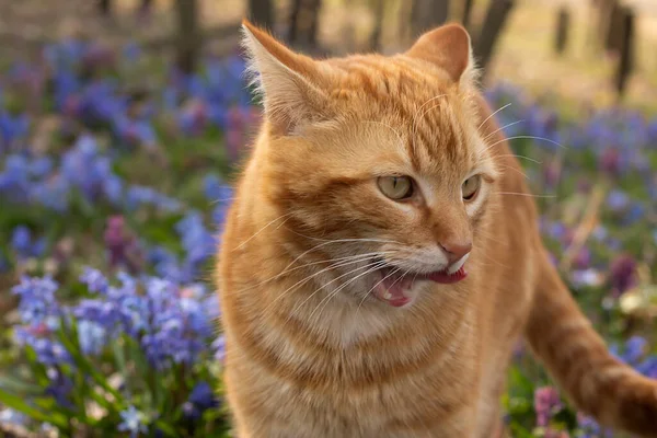 a red cat, flowers, plant