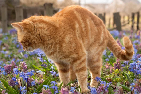 a red cat, flowers, plant