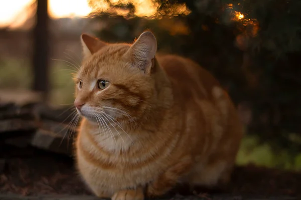 Punainen Kissa Kukat Kasvi — kuvapankkivalokuva