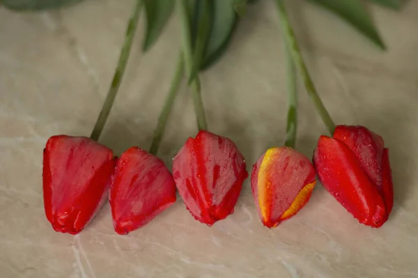 Red Tulip Table — ストック写真