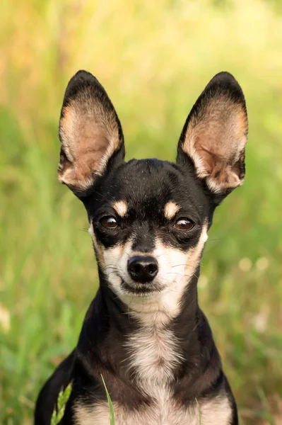 Chihuahua Dog Green Background — Stok fotoğraf