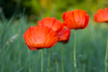  Güzel vahşi haşhaş çiçekleri