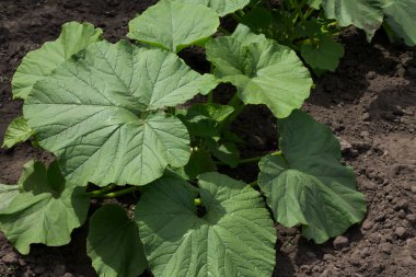 Bahçedeki güzel turuncu gül çiçeği