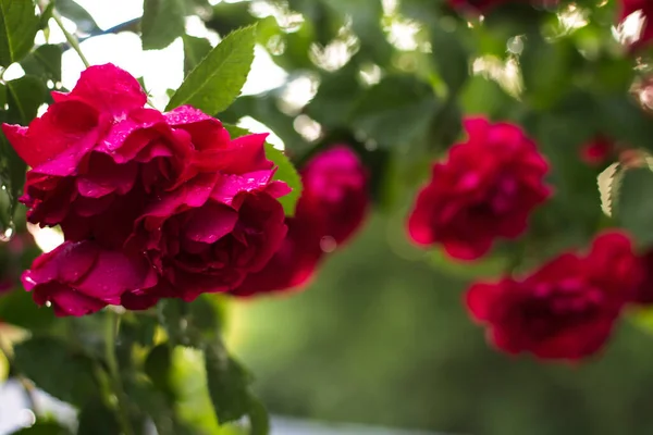 Hermosa Flor Rosa Naranja Jardín — Foto de Stock