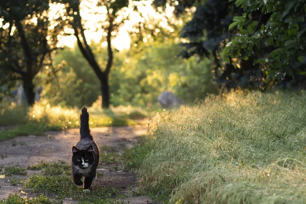 Black Haired Dog Walks Grass — Fotografia de Stock