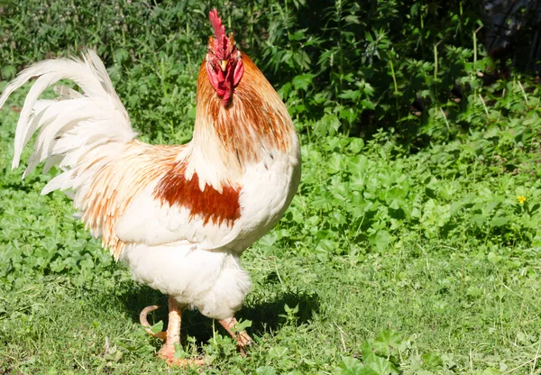 Een Haan Een Veld — Stockfoto