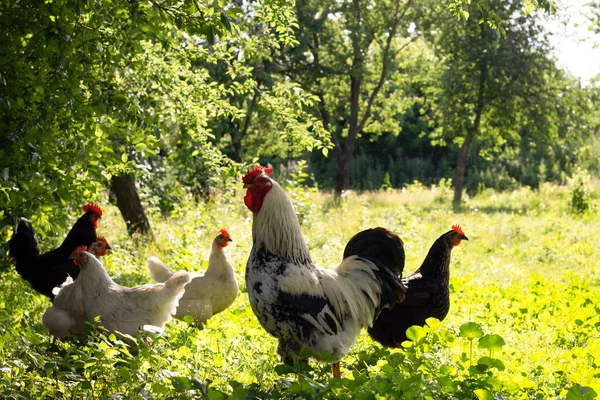 Kippen Boerderij — Stockfoto