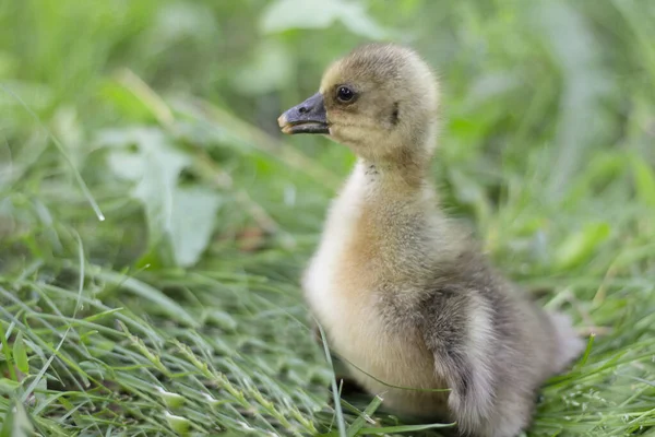 Kleine Süße Baby Ente Auf Grünem Gras — Stockfoto